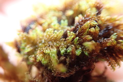 Hypnum dieckii