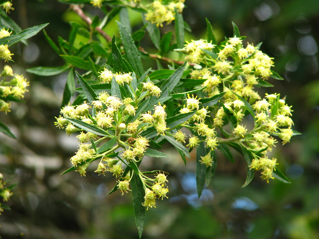 Baccharis semiserrata