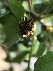 Callirhytis serricornis