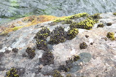 Racomitrium aciculare