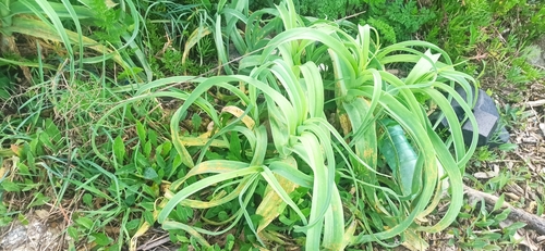 Aglio delle isole