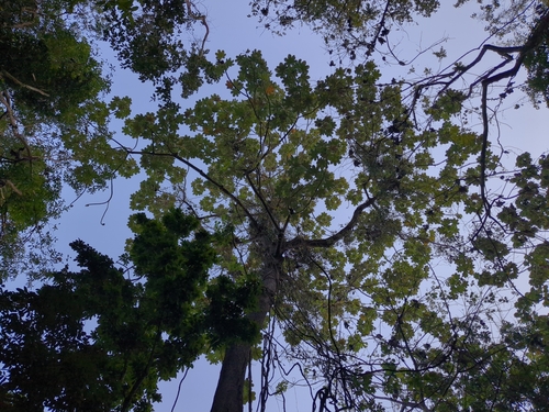 pumpwood (Cecropia schreberiana)