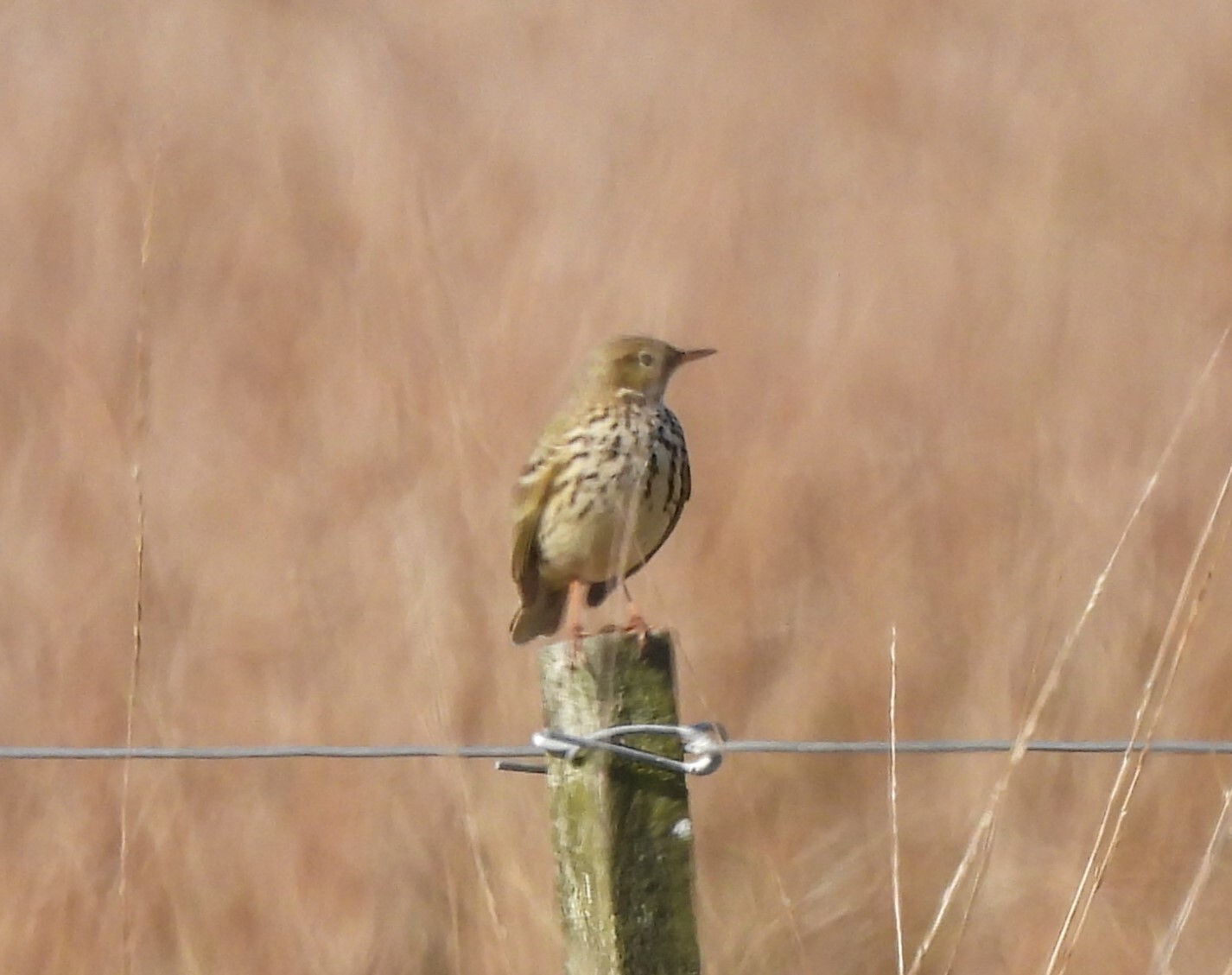 Meadow Pipit