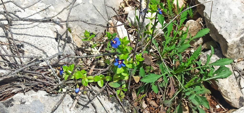 Blue Scarlet Pimpernel
