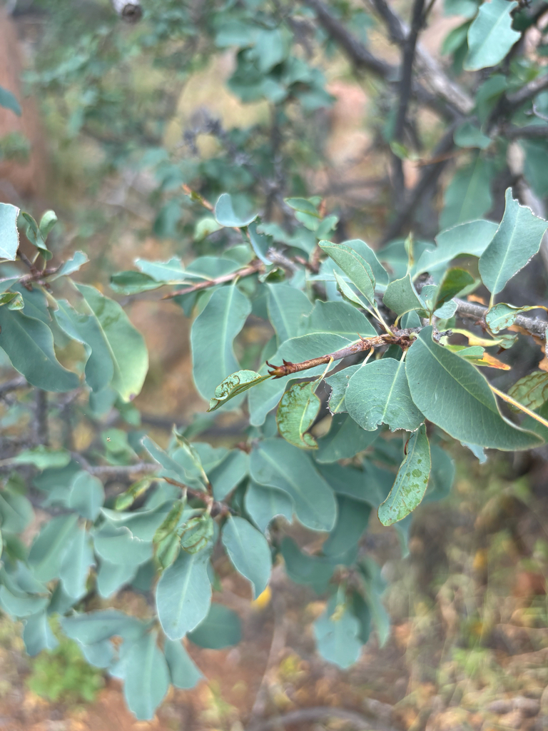 Blue Ochna