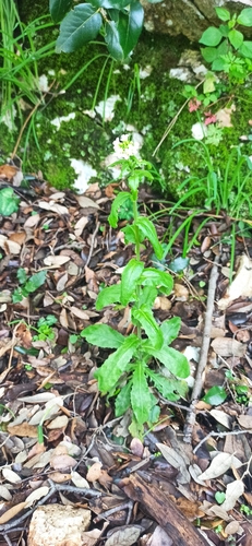 Tower Cress