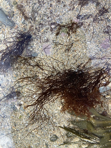 Ahnfeltia plicata observed 2025-03-15