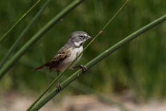 Artemisiospiza belli