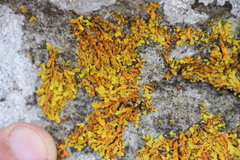 Dufourea