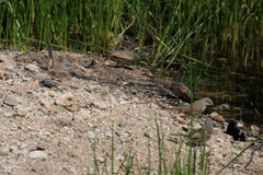 Artemisiospiza belli