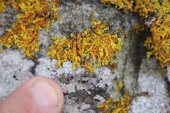 Dufourea