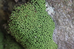 Hypodontium