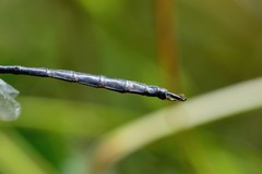 Somatochlora williamsoni