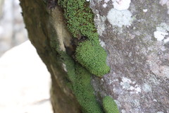 Hypodontium
