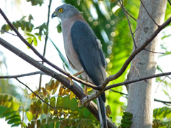 Accipiter rufitorques