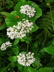 Valeriana officinalis