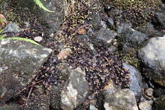 Scapania undulata