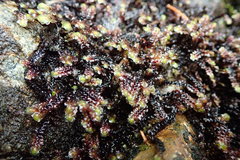 Scapania undulata