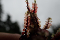 Scapania undulata