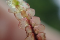 Scapania undulata