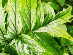 Valeriana officinalis