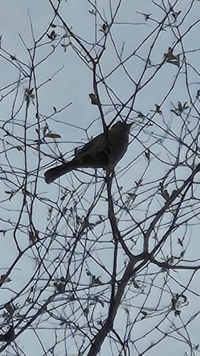 Red-vented Bulbul