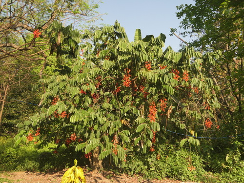 Amherstia nobilis, photograph 6
