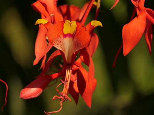 Amherstia nobilis, photograph 5