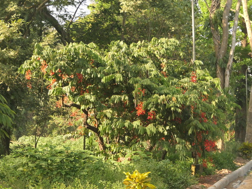 Amherstia nobilis, photograph 2