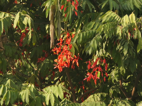 Amherstia nobilis, photograph 3