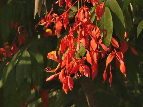 Amherstia nobilis, photograph 4