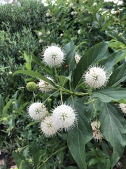 Cephalanthus occidentalis