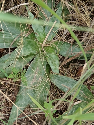 Image of Ledebouria luteola by (c) Hildegard Klein, some rights reserved (CC BY)