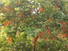 Amherstia nobilis, photograph (c) Sagnik Dutta Roy, some rights reserved (CC BY)