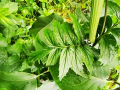 Valeriana officinalis