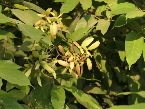 Image of Hiptage benghalensis by (c) Sagnik Dutta Roy, some rights reserved (CC BY)