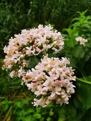 Valeriana officinalis