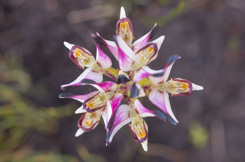 Metallic-Trim Disa (Disa atricapilla)