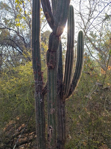 Deering's tree cactus (Pilosocereus polygonus)