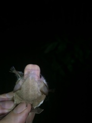 Sphaeronycteris toxophyllum