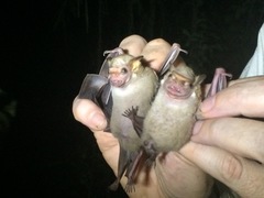 Sphaeronycteris toxophyllum