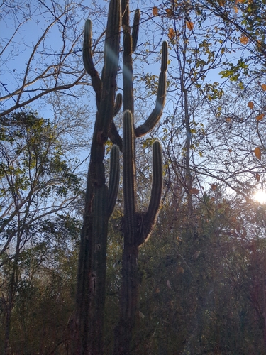 Pilosocereus polygonus, photograph 6