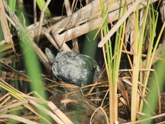 Mauremys leprosa leprosa