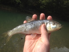 Luxilus chrysocephalus