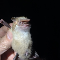 Sphaeronycteris toxophyllum