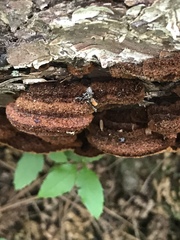 Phellinus chrysoloma