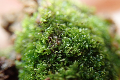 Representative image of Fossombroniales