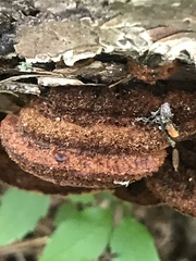 Phellinus chrysoloma
