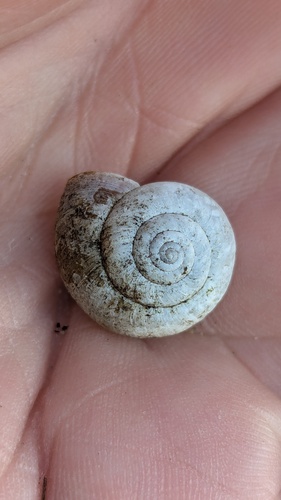Kentish Nun Snail, Noordwijkerhout, Nederland, photo 8 of 10