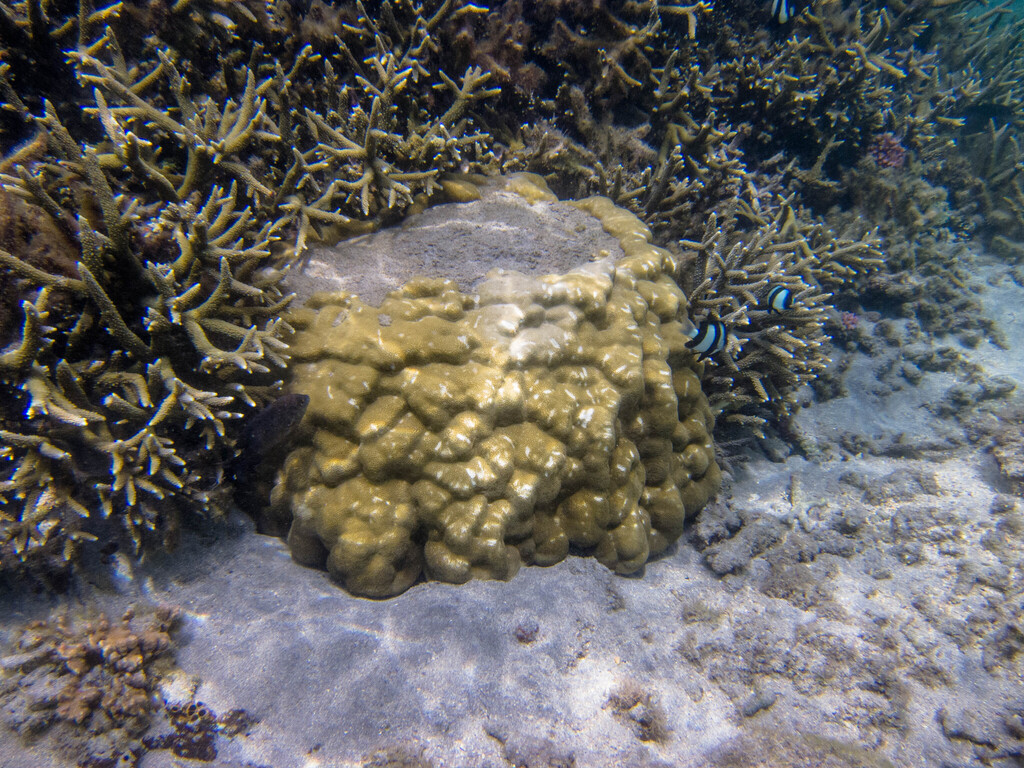 hump coral
